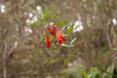 Fuchsia triphylla