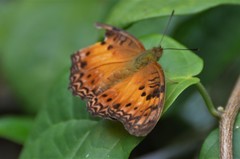 Phalanta eurytis eurytis