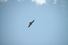 Circaetus