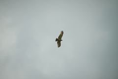 Circaetus