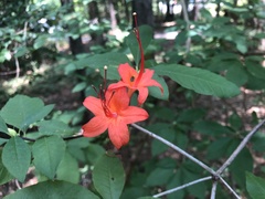 Rhododendron prunifolium