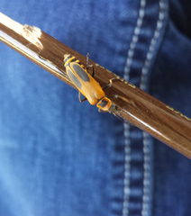 Chauliognathus pensylvanicus