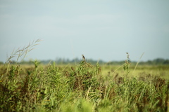 Cisticola galactotes