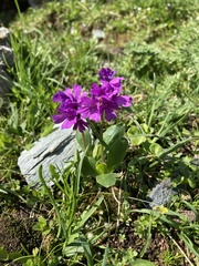 Primula latifolia