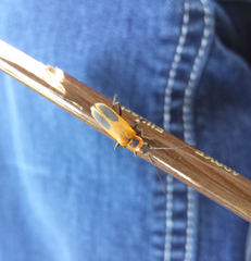 Chauliognathus pensylvanicus