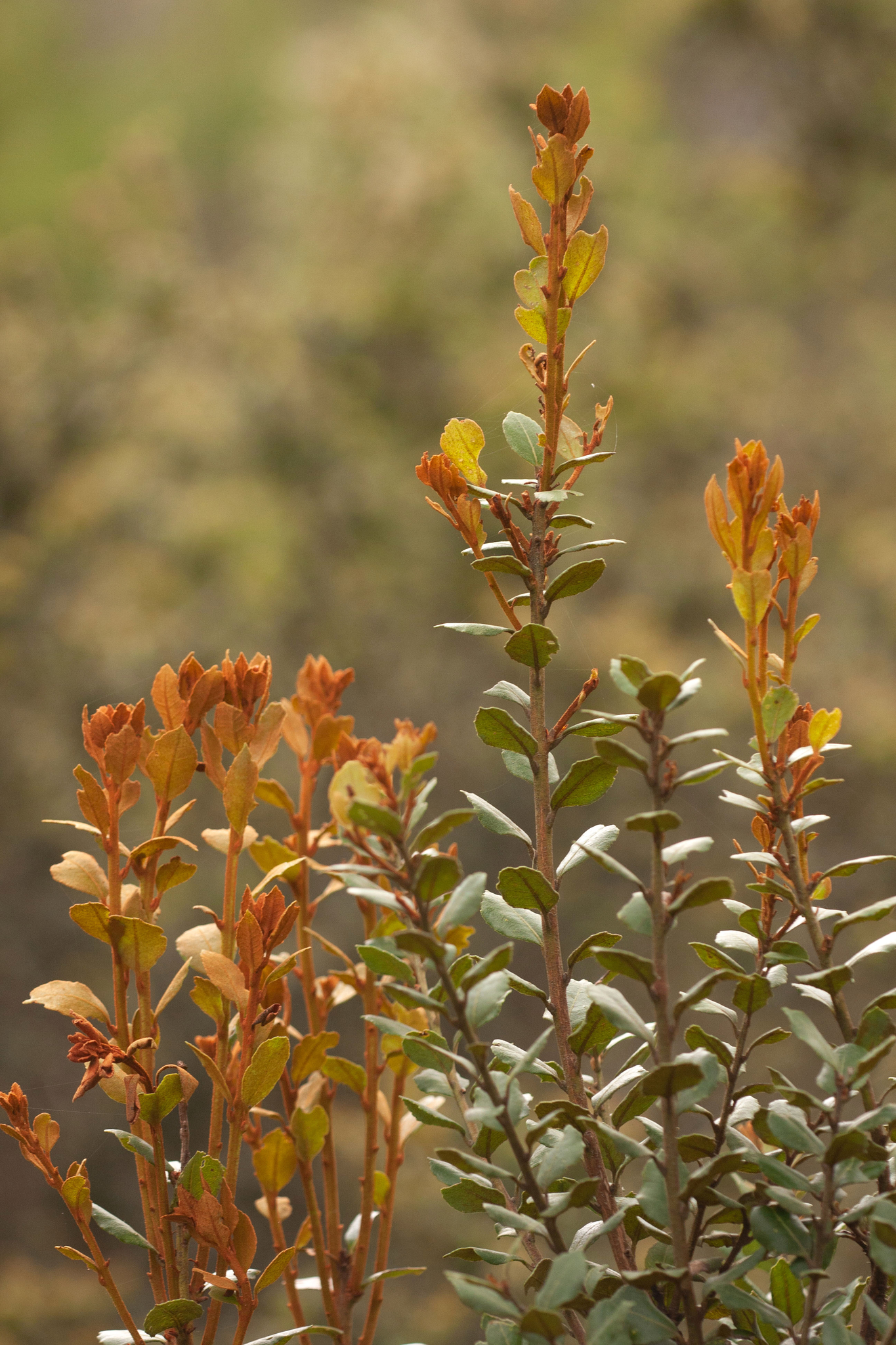 Lyonia truncata
