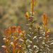 Lyonia truncata - Photo (c) Jiri Hodecek, algunos derechos reservados (CC BY-NC), subido por Jiri Hodecek