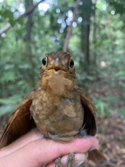 Automolus ochrolaemus