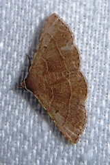 Corgatha dictaria