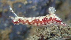 Hypselodoris decorata