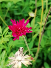 Knautia macedonica
