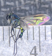 Condylostylus melampus