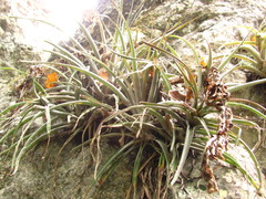 Tillandsia capitata
