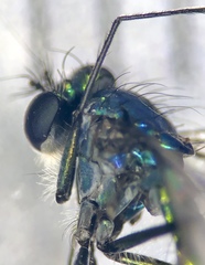 Condylostylus melampus