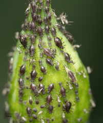 Neotoxoptera formosana
