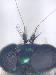 Condylostylus melampus