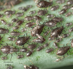 Neotoxoptera formosana
