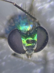 Condylostylus melampus