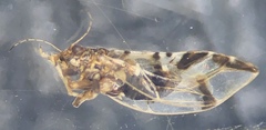 Bactericera maculipennis