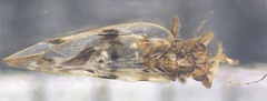 Bactericera maculipennis