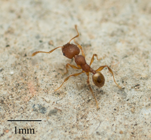 Navigating Big-headed Ant photo 6