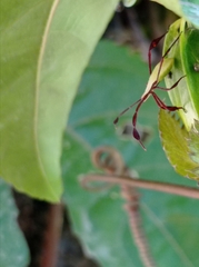 Anisoscelis