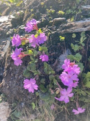 Primula integrifolia