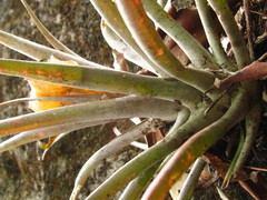 Tillandsia capitata