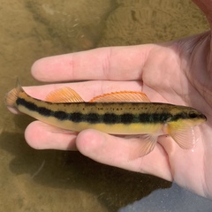 Percina aurantiaca