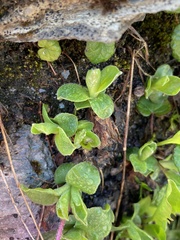 Primula integrifolia