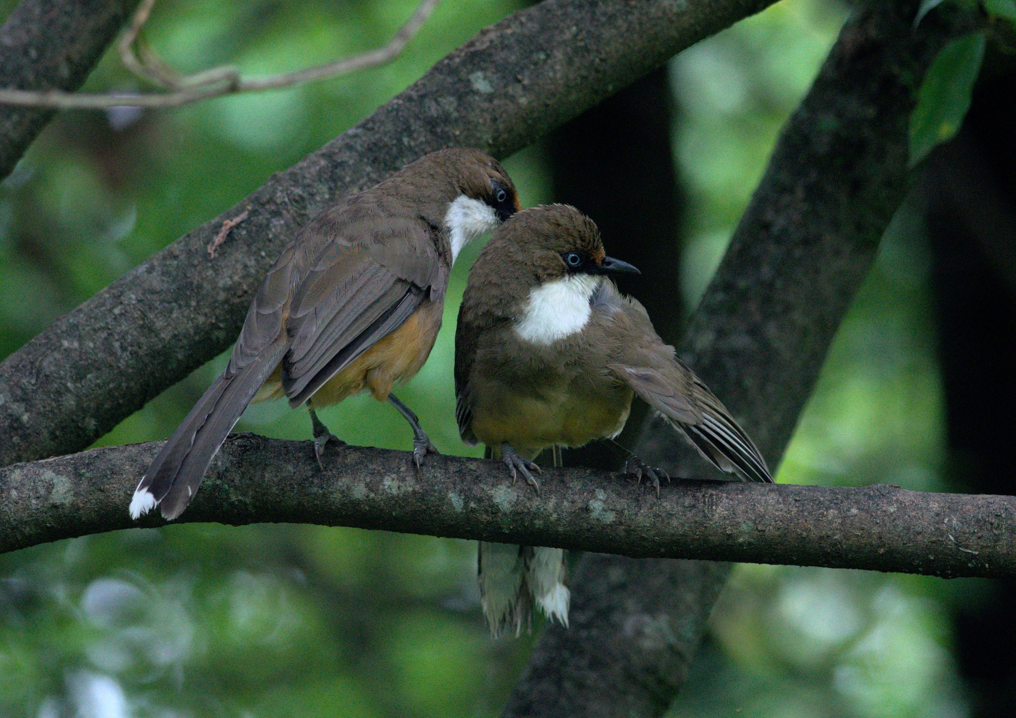 White-throated Laughingthrush illustration