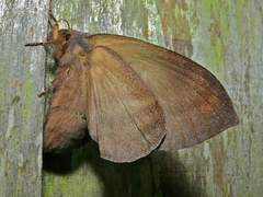 Kunugia latipennis