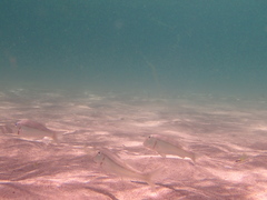 Mullus barbatus ponticus