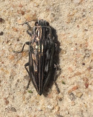 Chalcophora georgiana