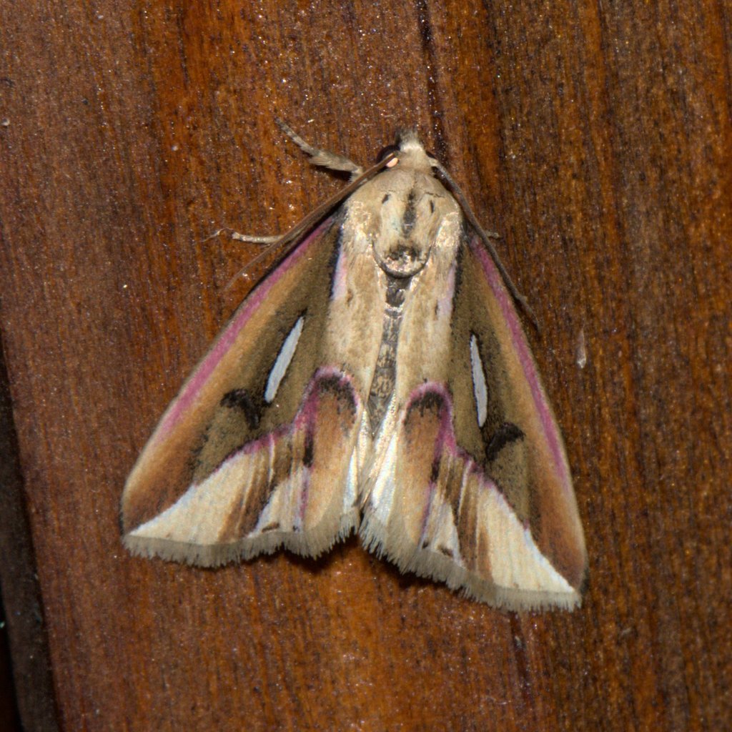 Micardia