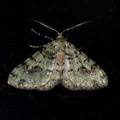 Myrioblephara duplexa