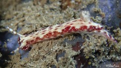 Hypselodoris decorata