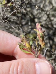 Rhopalomyia baccharis