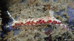 Hypselodoris decorata