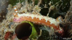 Hypselodoris decorata