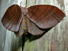 Kunugia latipennis