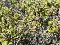 Rhopalomyia baccharis