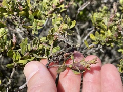 Rhopalomyia baccharis