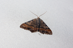 Macaria adonis