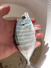 Pseudocaranx