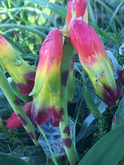 Lachenalia quadricolor