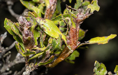 Rhopalomyia baccharis
