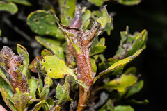 Rhopalomyia baccharis