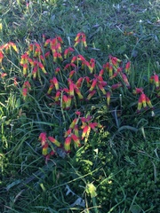 Lachenalia quadricolor