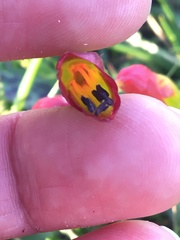 Lachenalia quadricolor